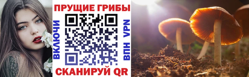Псилоцибиновые грибы Magic Shrooms  наркота  Курлово 